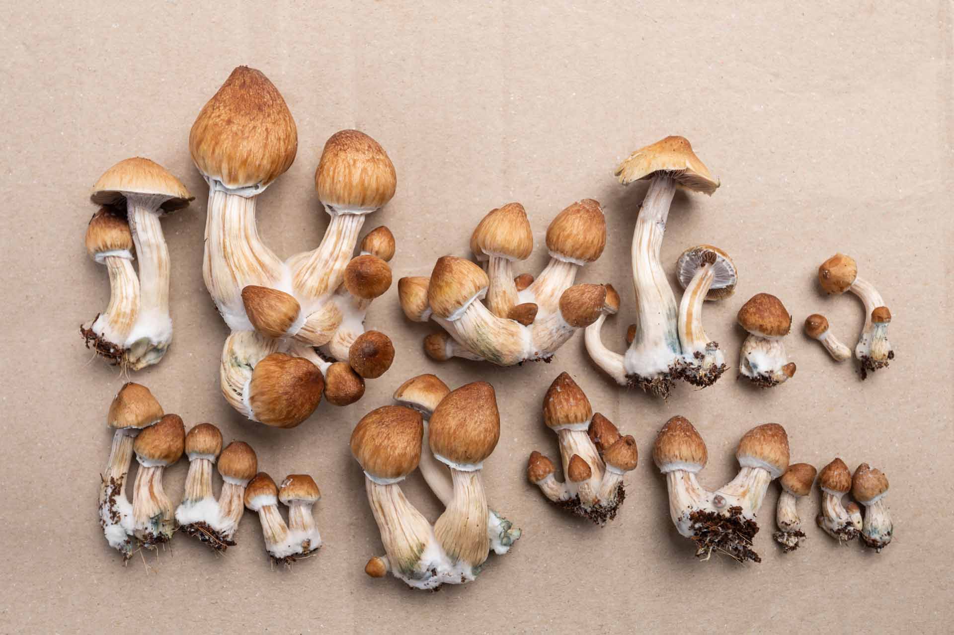 psilocybin mushrooms